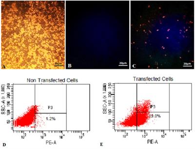 Microencapsulation of Lactic Acid Bacteria Improves the Gastrointestinal Delivery and in situ Expression of Recombinant Fluorescent Protein